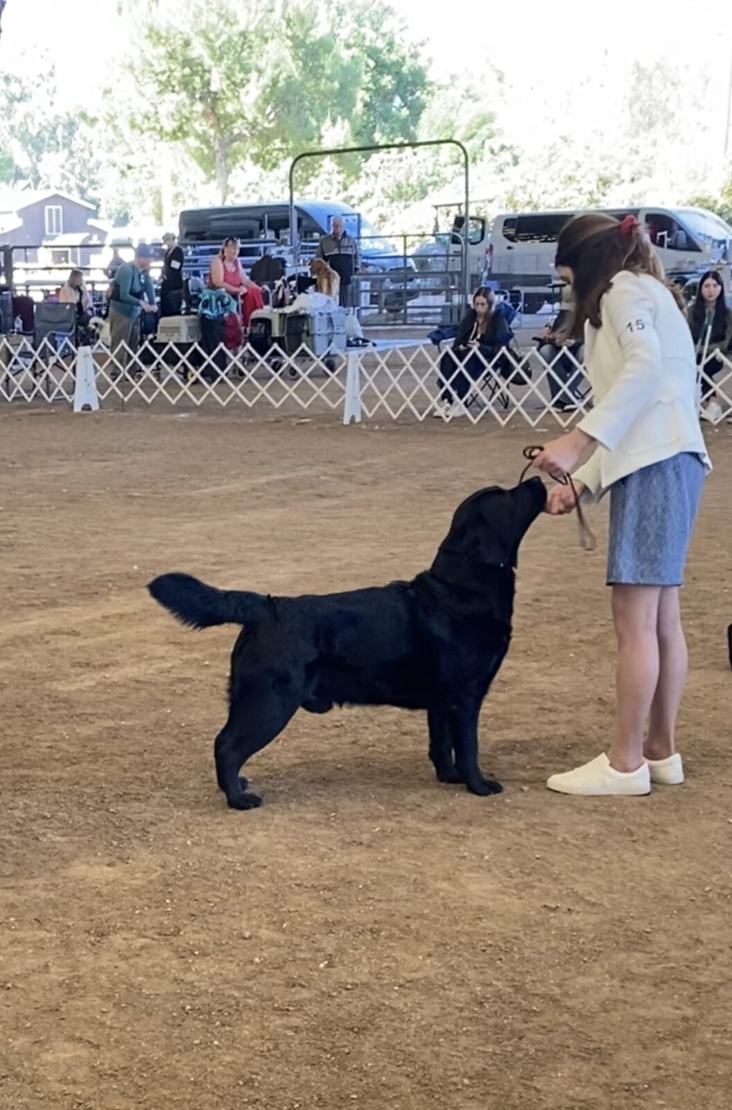 Photo of BOSS CH Hoffmann’s Mr. Perfectly Fine, a Black Labrador Retriever.