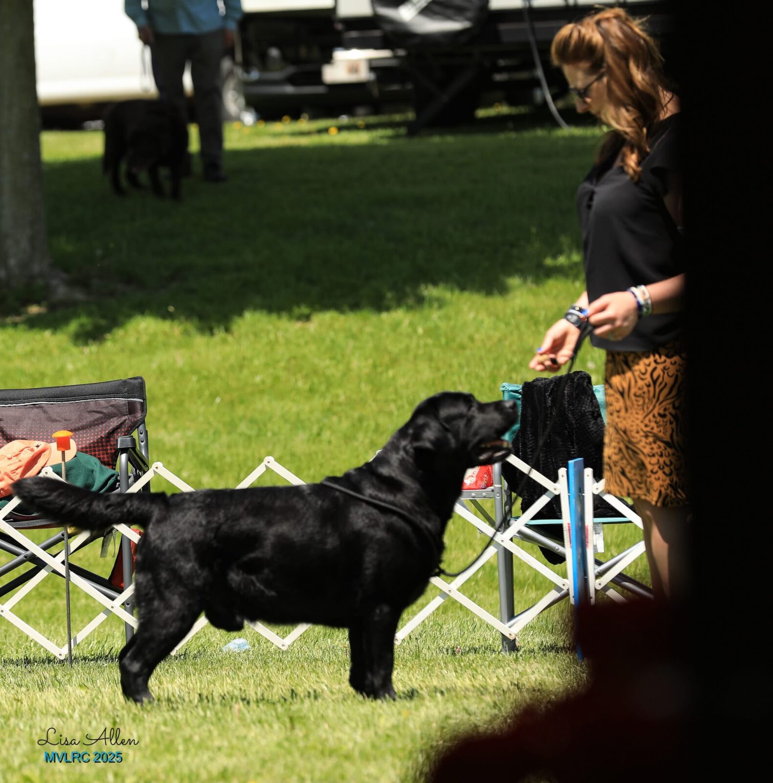 Photo of BOSS CH Hoffmann’s Mr. Perfectly Fine, a Black Labrador Retriever.