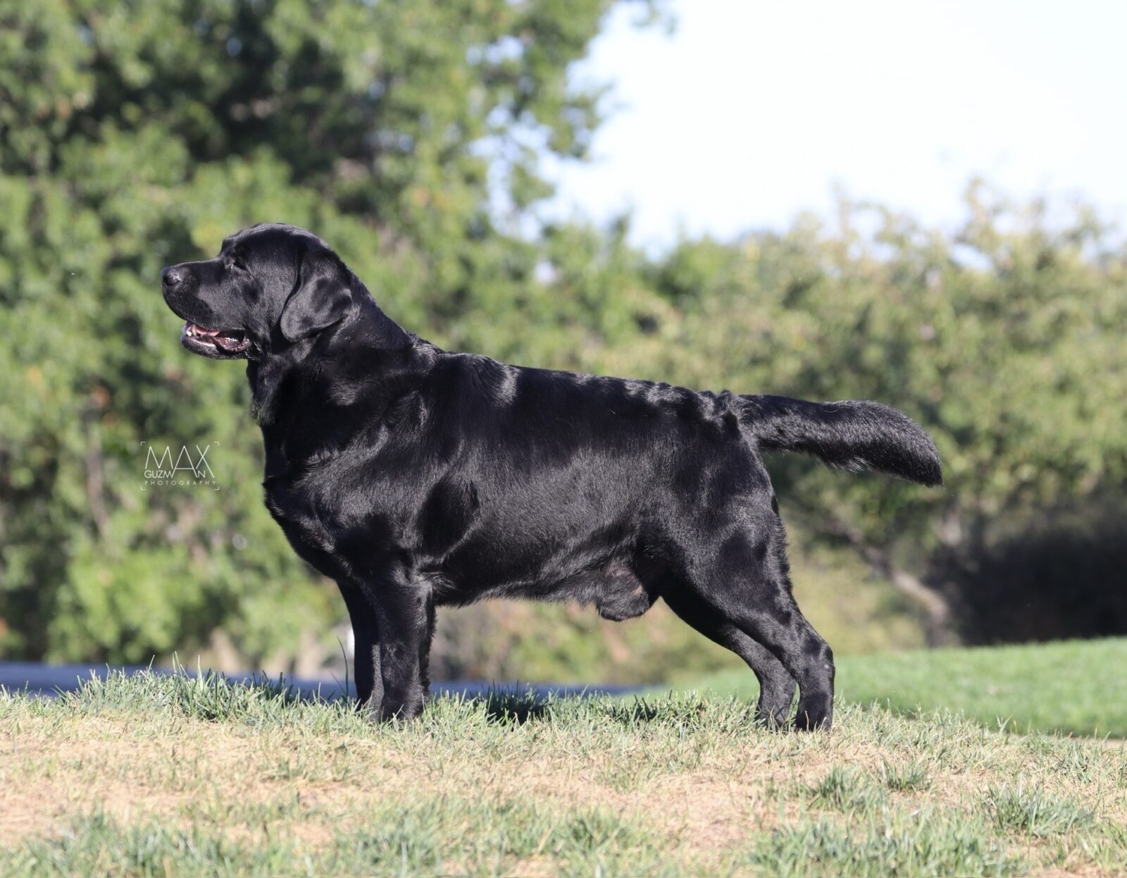 Photo of BOSS CH Hoffmann’s Mr. Perfectly Fine, a Black Labrador Retriever.