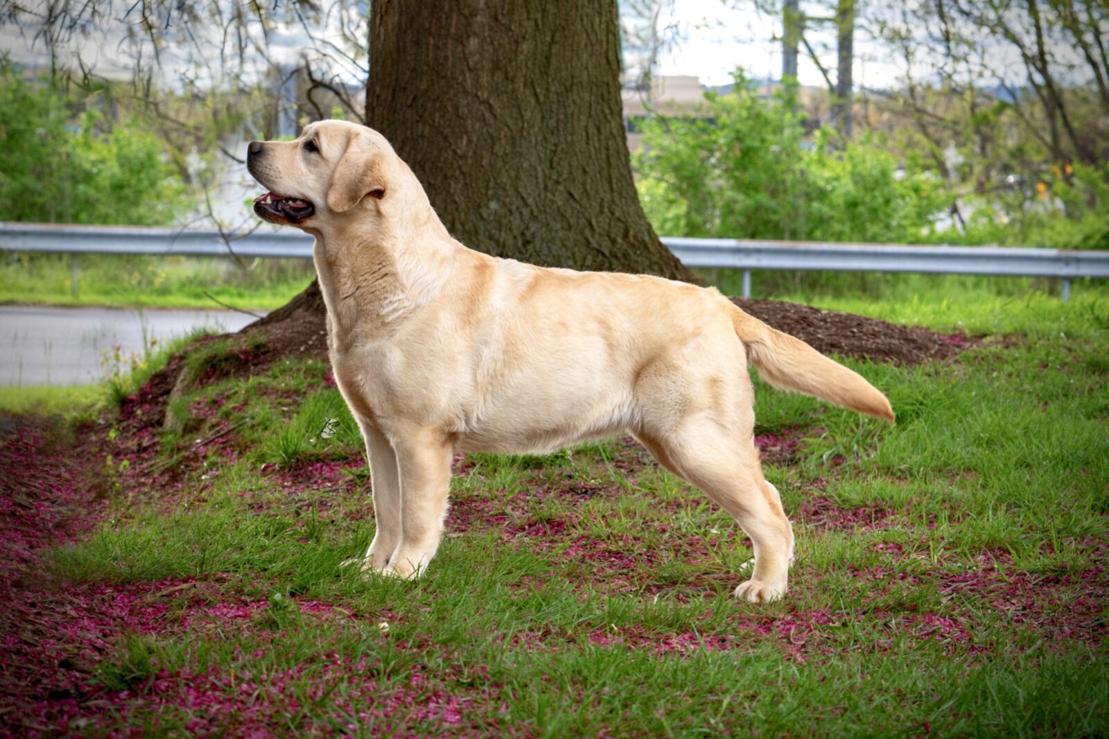 Photo of Hoffmann’s Extremely Spicy, a Yellow Labrador Retriever.