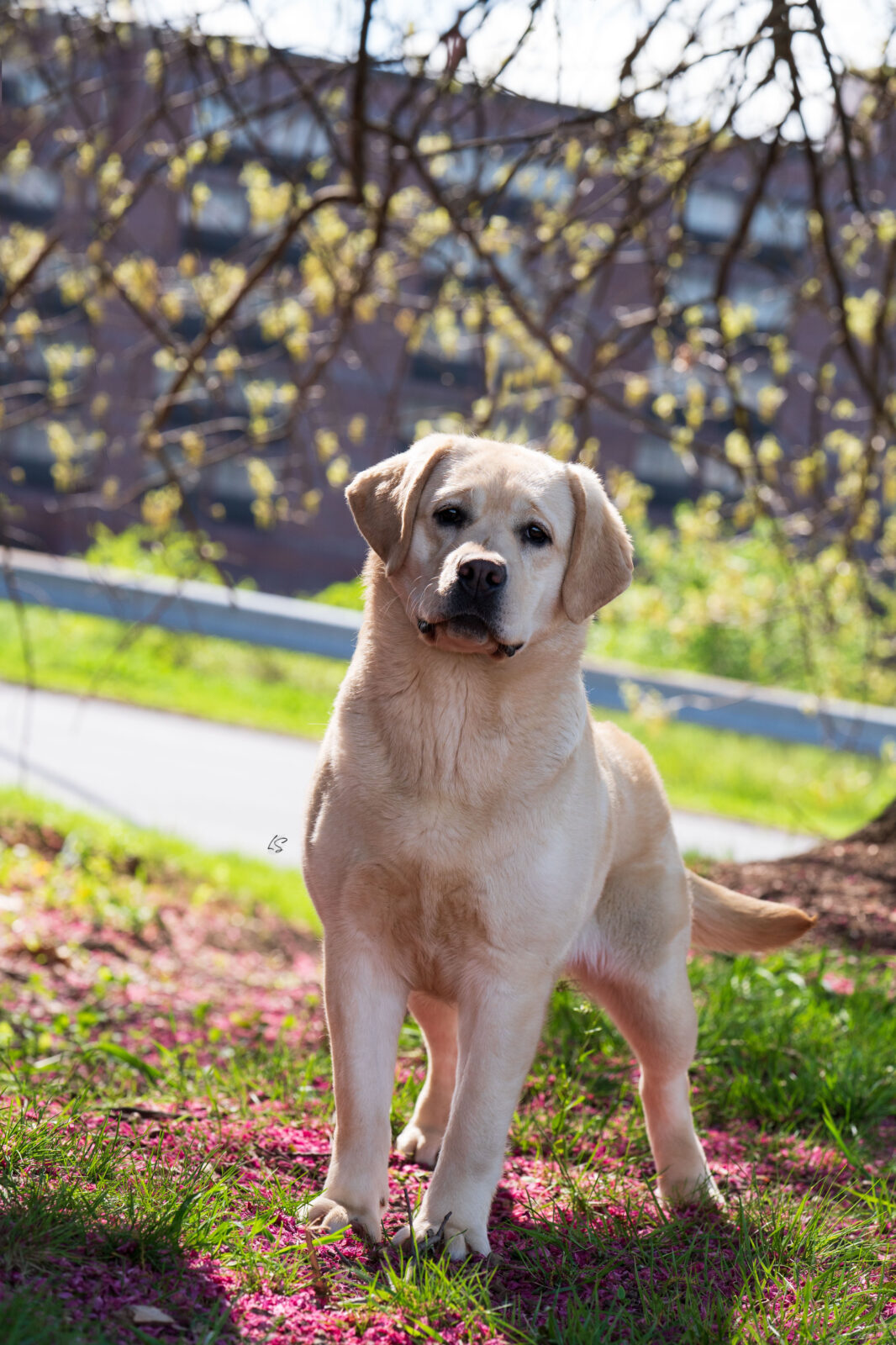 Photo of Hoffmann’s Extremely Spicy, a Yellow Labrador Retriever.
