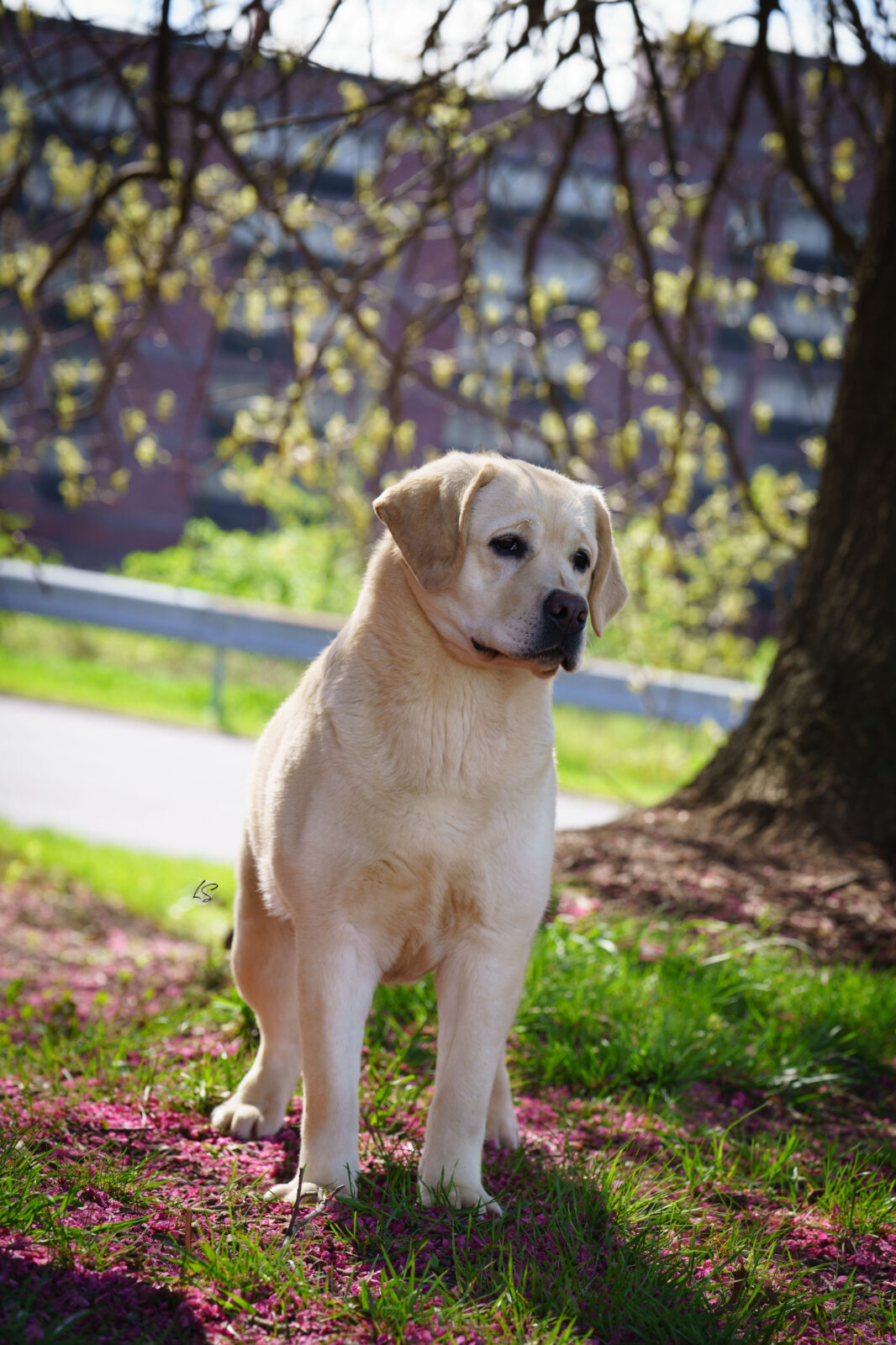 Photo of Hoffmann’s Extremely Spicy, a Yellow Labrador Retriever.