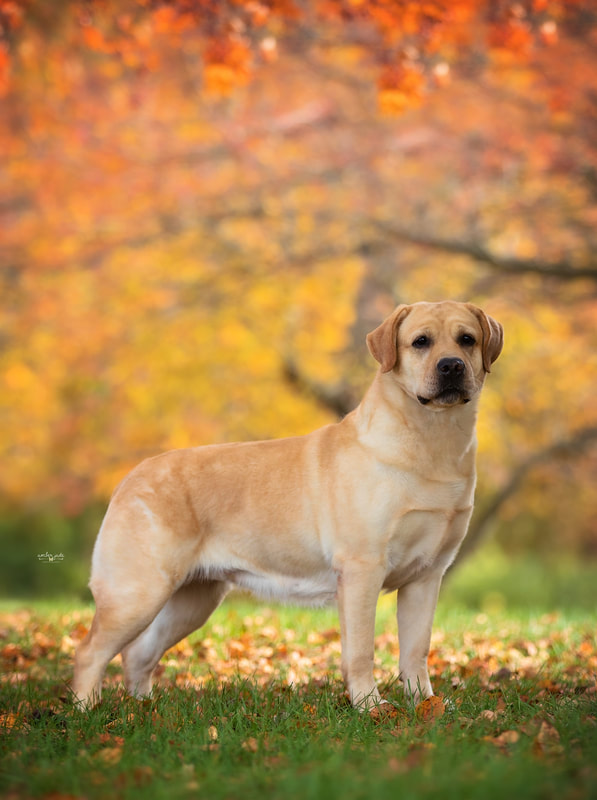 Photo of CH Zinfndels Try Not To Stare, a Yellow Labrador Retriever.