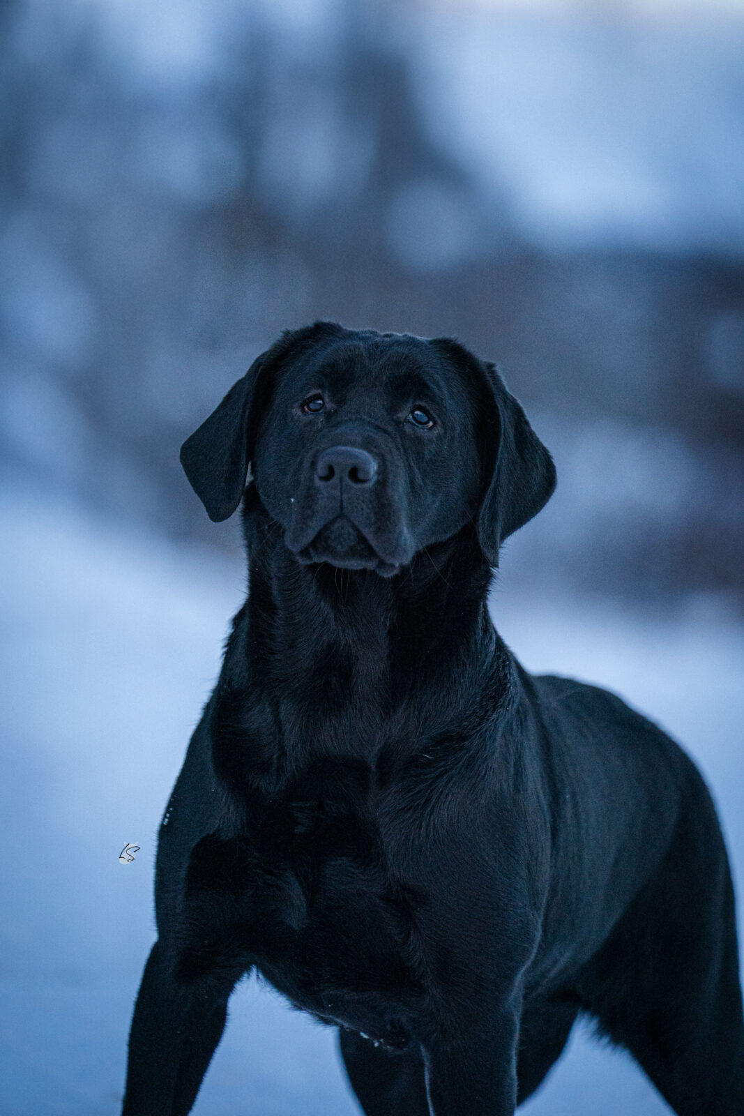 Photo of Hoffmann’s Trust Fund Chic, a Black Labrador Retriever.