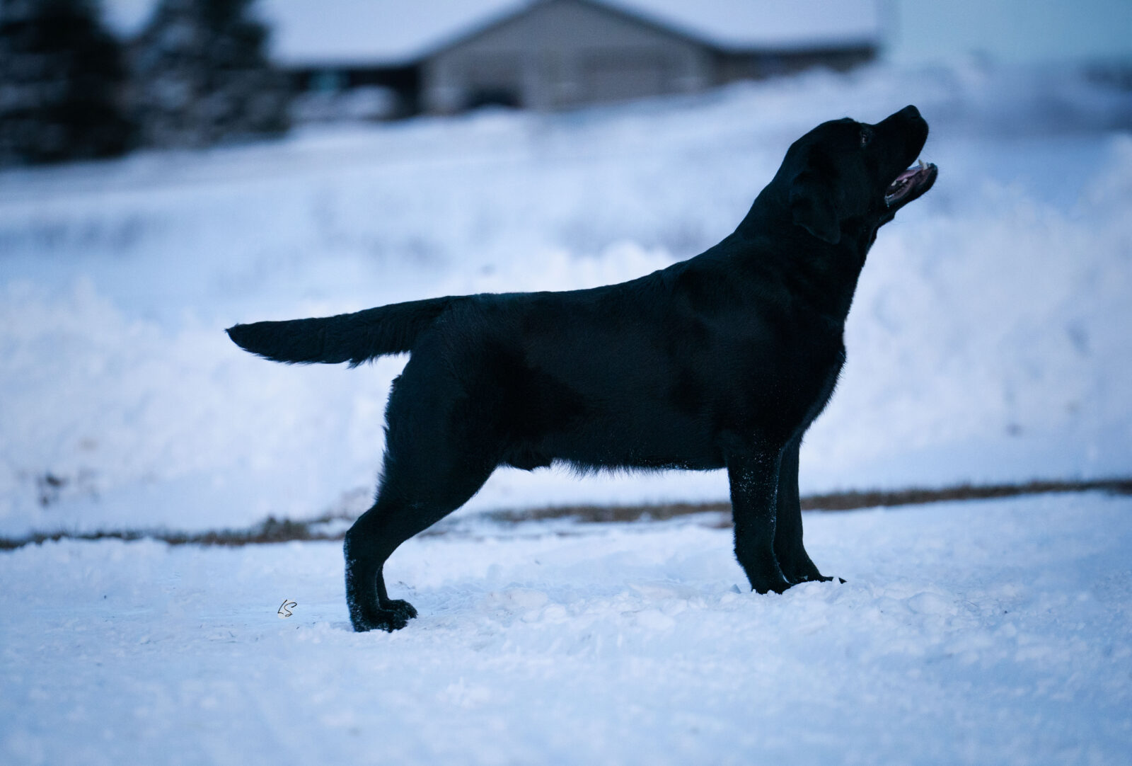 Photo of Hoffmann’s I Go Back, a Black Labrador Retriever.