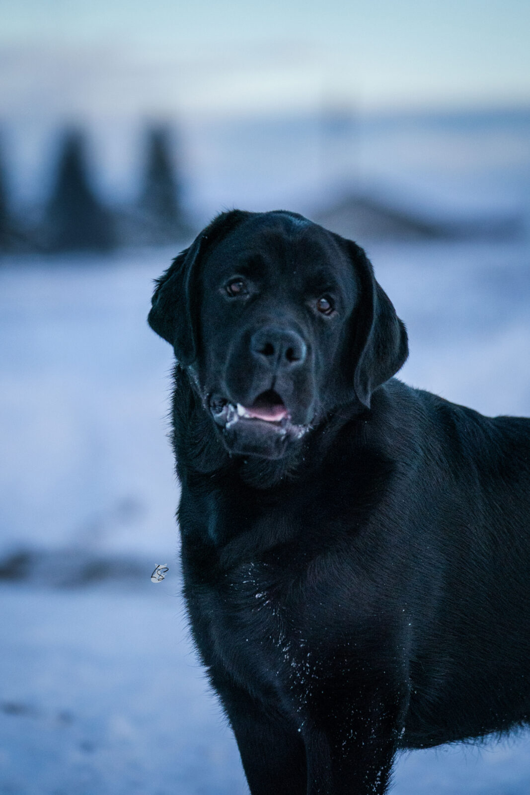 Photo of Hoffmann’s I Go Back, a Black Labrador Retriever.