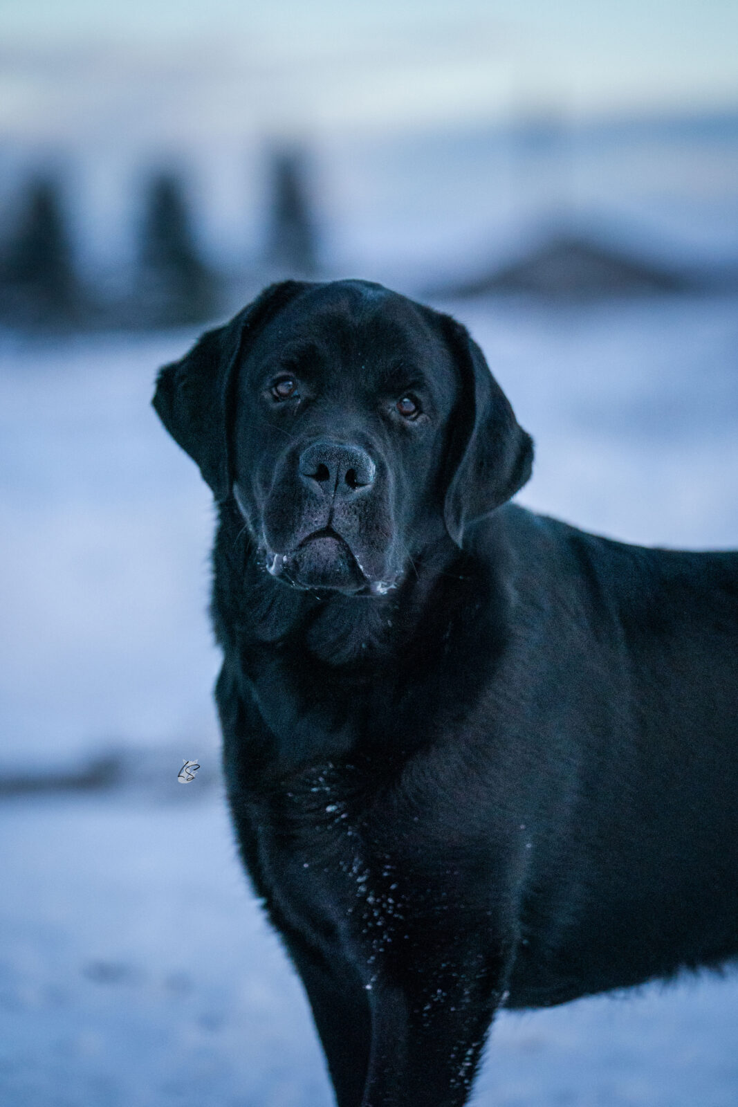 Photo of Hoffmann’s I Go Back, a Black Labrador Retriever.